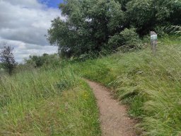 Flora del Cerro Masatrigo